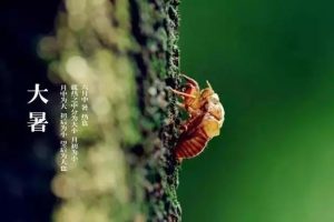 大暑：炽热淬炼的时节，终将结出清凉的果